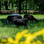 Ferienhaus Jarzebata