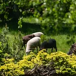 Ferienhaus Jarzebata *